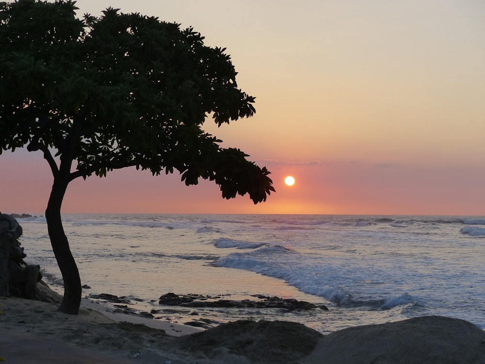 a tree on a beach