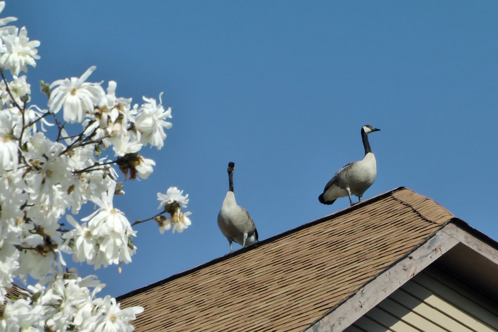 a couple of geese on a roof