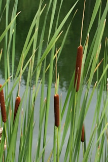 a close-up of some plants