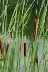 a close-up of some plants