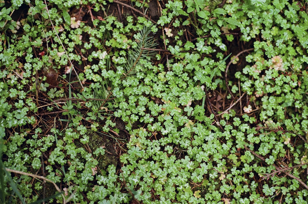 a close-up of some plants