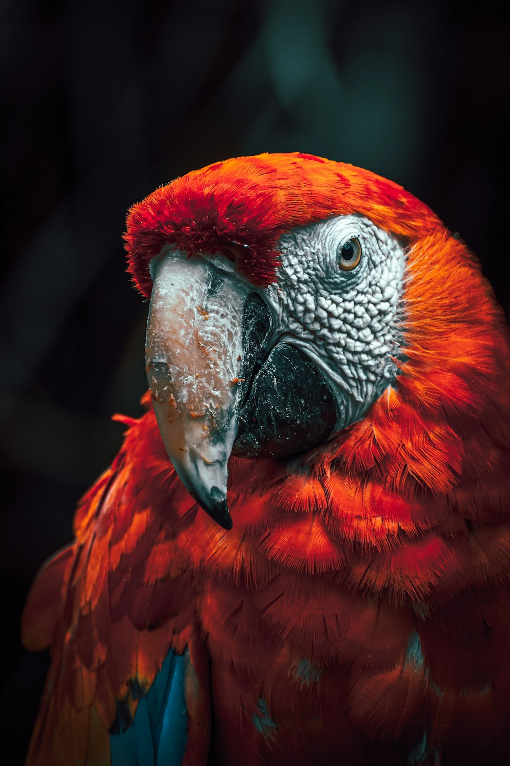 a red parrot with a blue beak