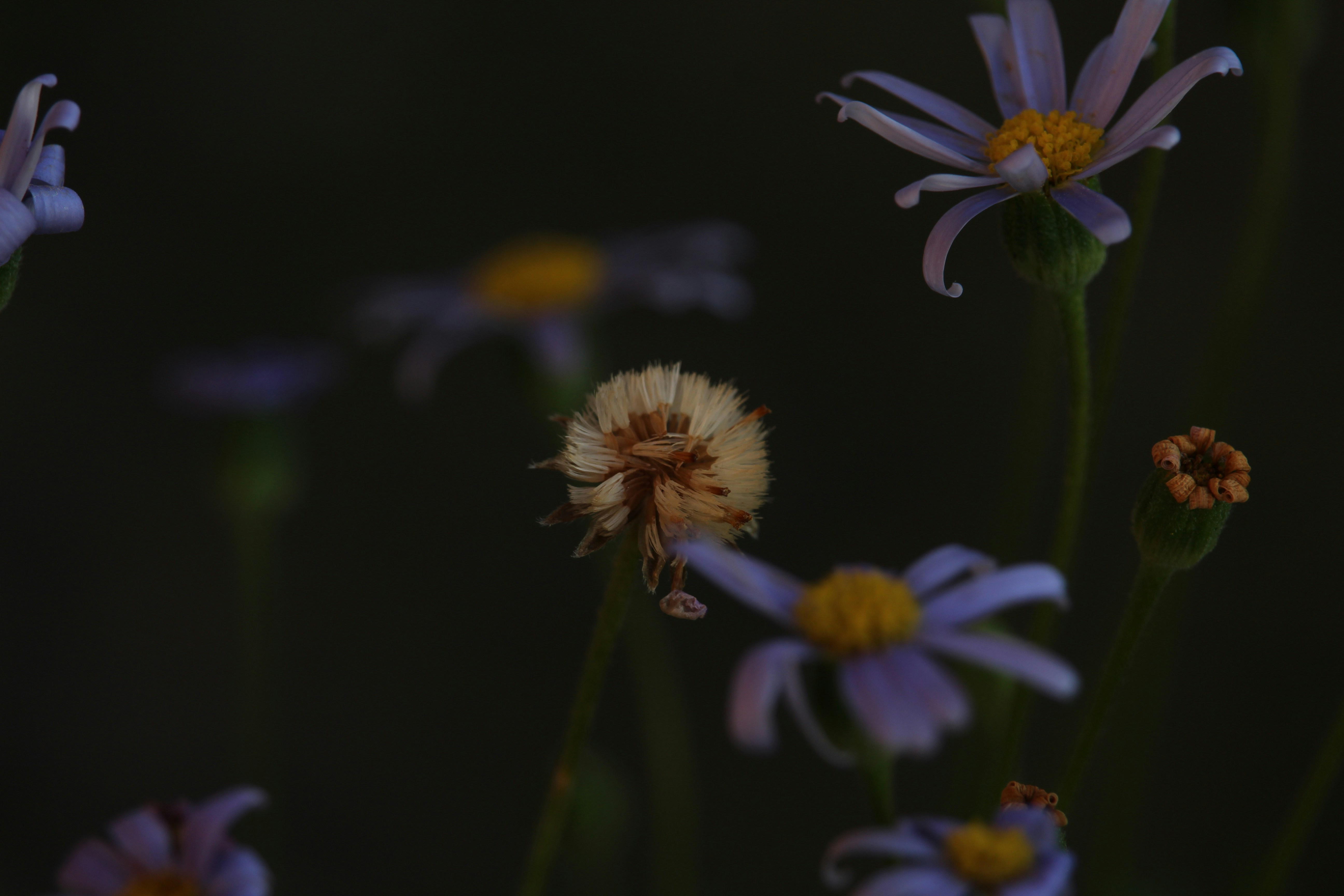 Photo by dustyrainbows