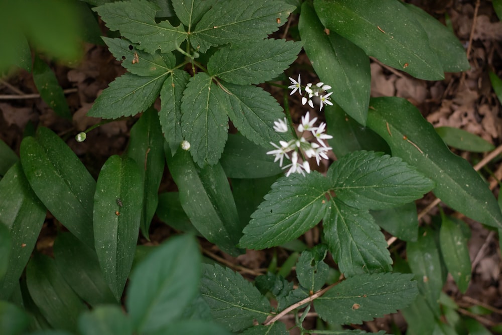 a close-up of a plant