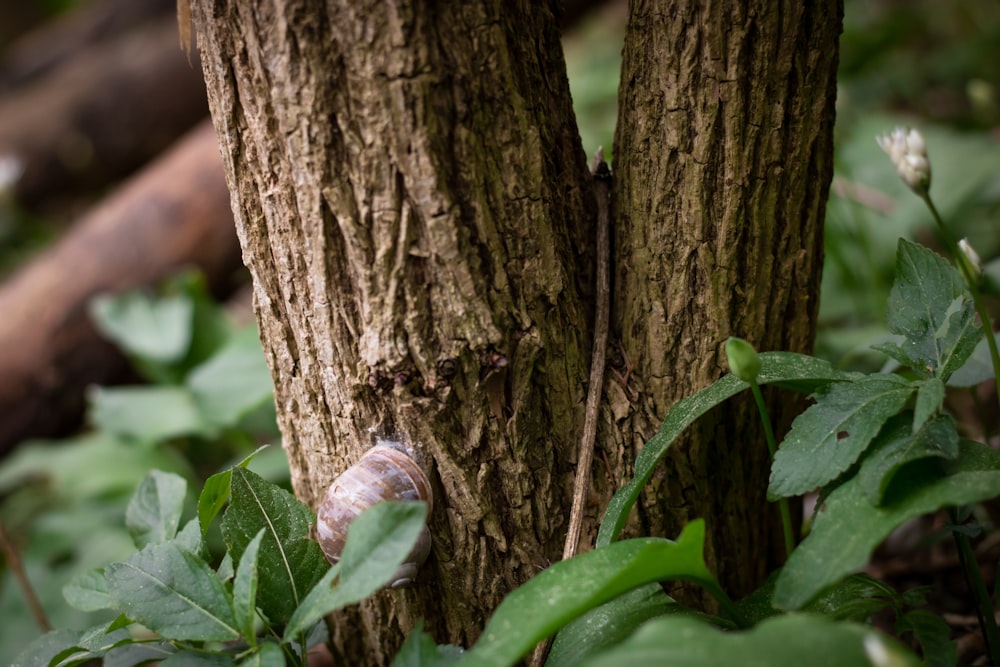 a snail on a tree