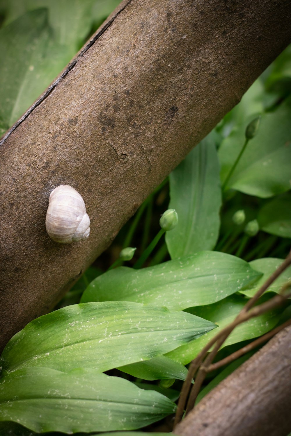 a snail on a leaf