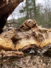 Close-up of natural textures: wood, leaves, and soft linens in the lodge.
