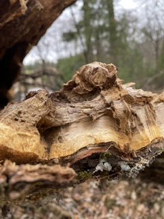 Close-up of handcrafted wooden decking with rich green and brown tones reflecting natural recycled wood.
