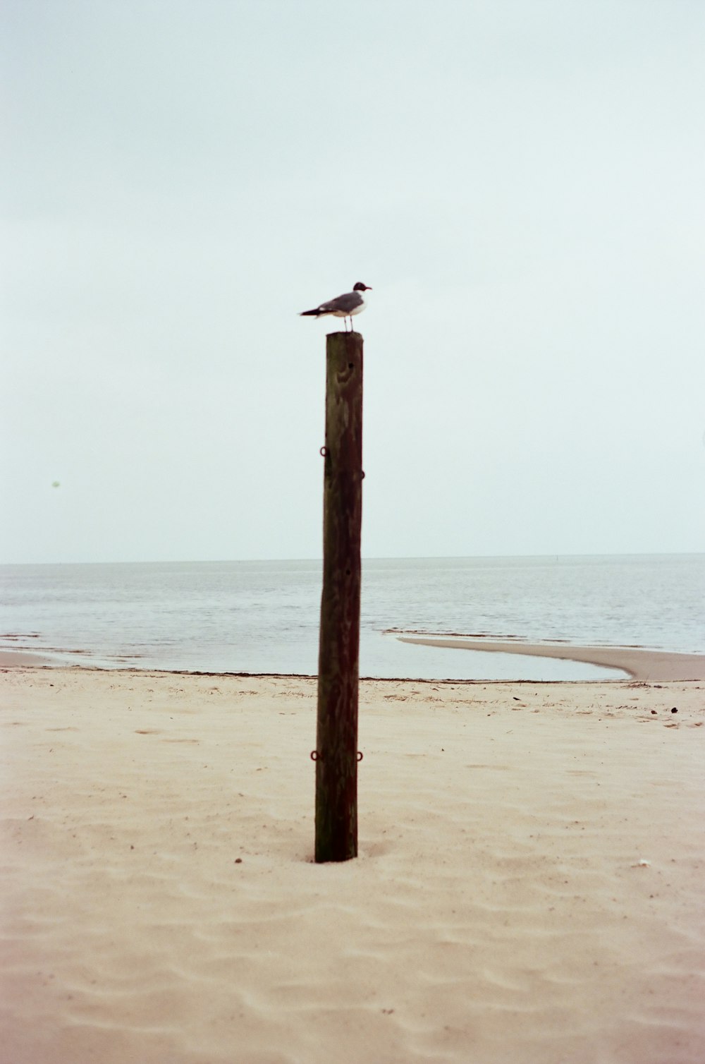 a bird on a wooden post on a beach