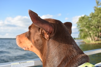 A brown dog with large ears is gazing over a body of water. The scene includes a clear, blue sky with some clouds and a line of green trees along the shore. The dog is positioned on a boat, indicated by the warning label in the foreground.