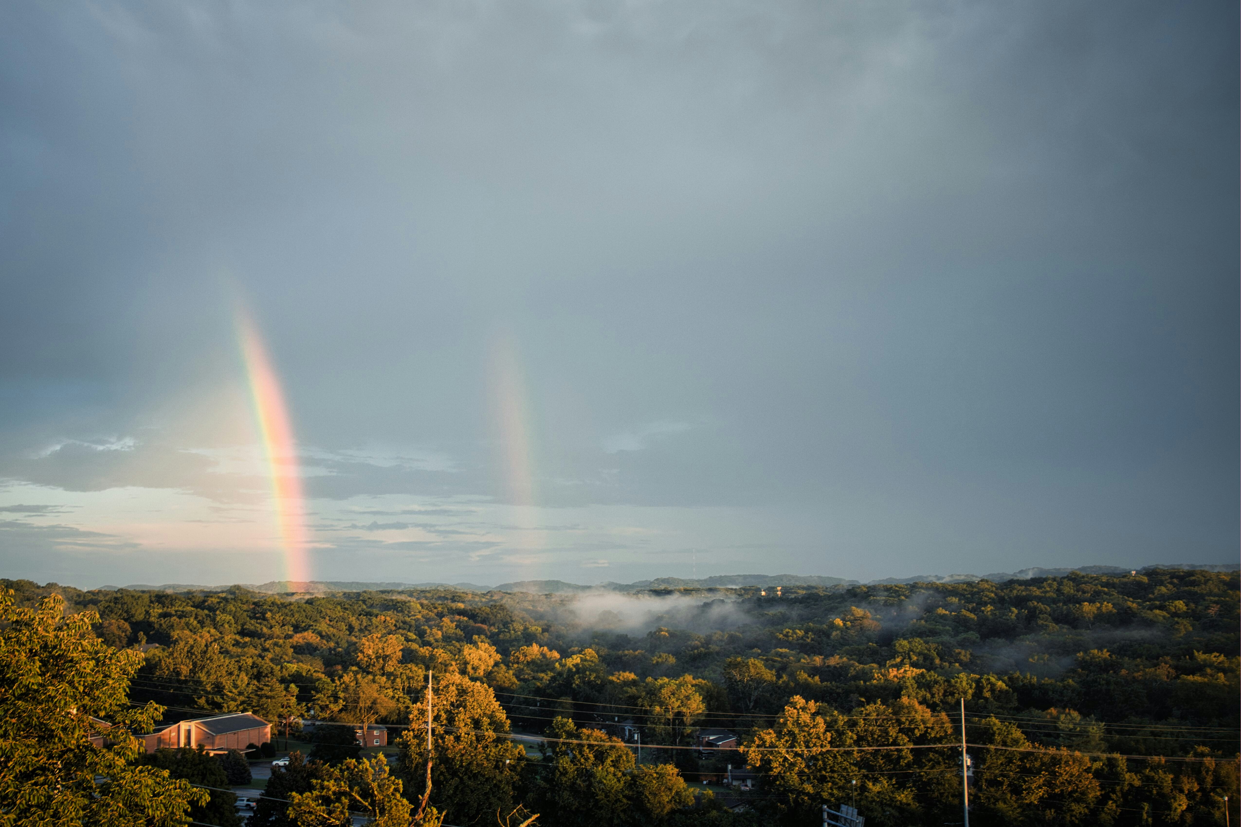 a rainbow over a forest
