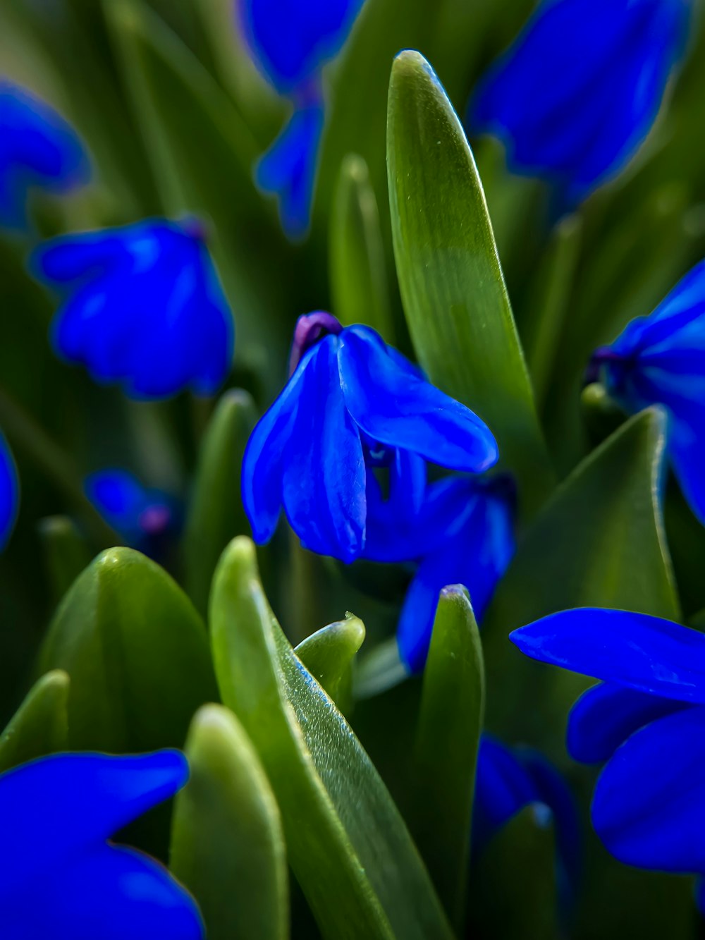 a close up of blue flowers