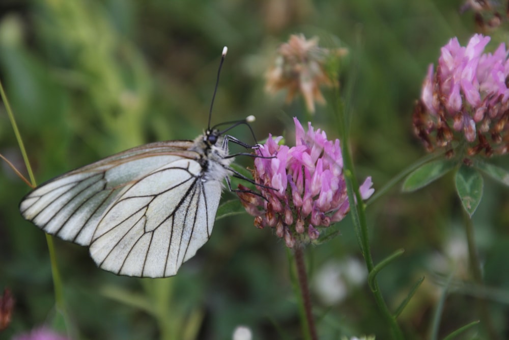 a butterfly on a flower