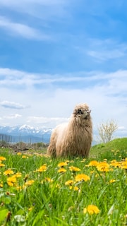 A fluffy alpaca stands in a lush green field dotted with vibrant yellow flowers. The background features a fence and snow-capped mountains under a bright blue sky with scattered clouds.