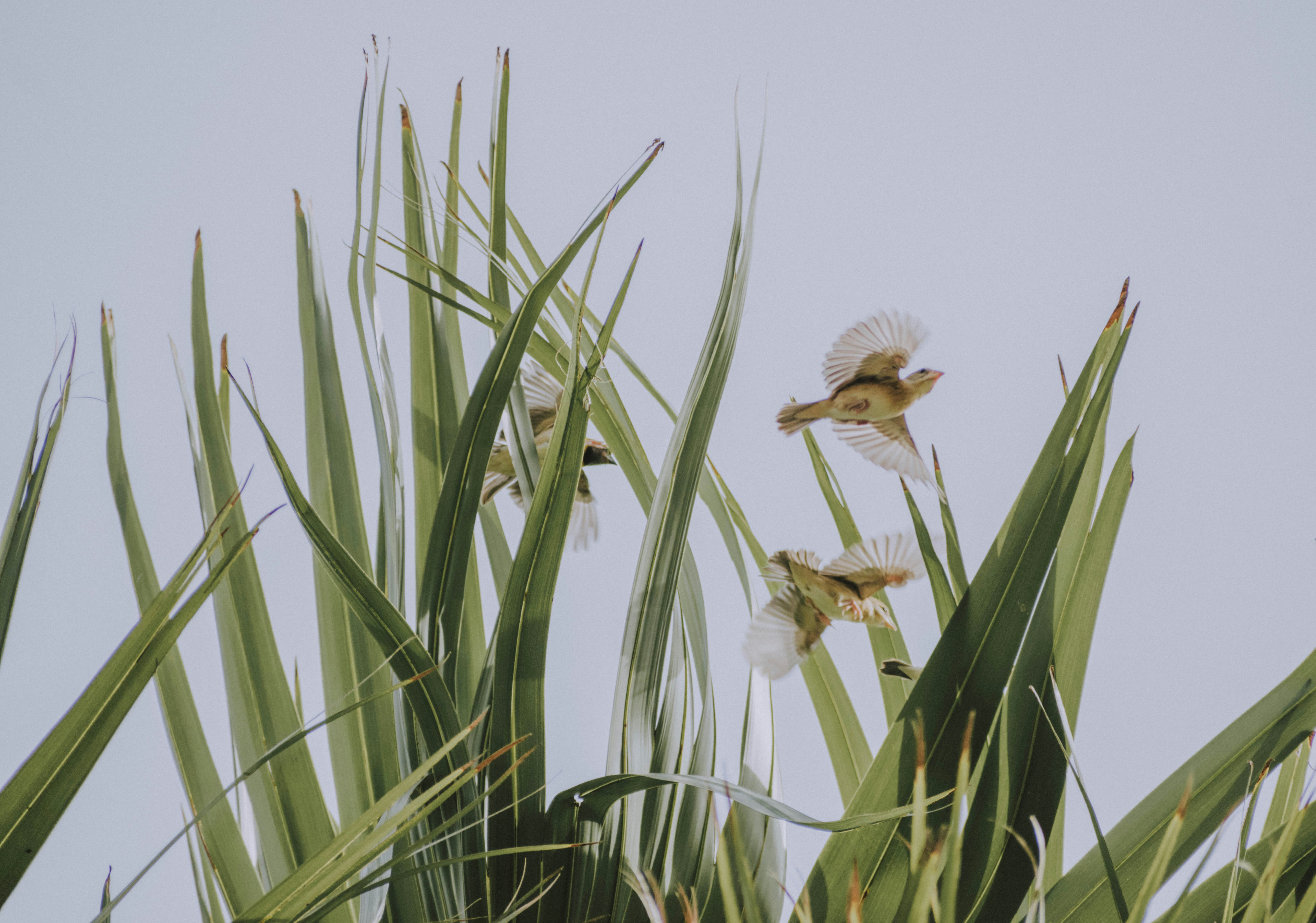 a plant with water droplets on it