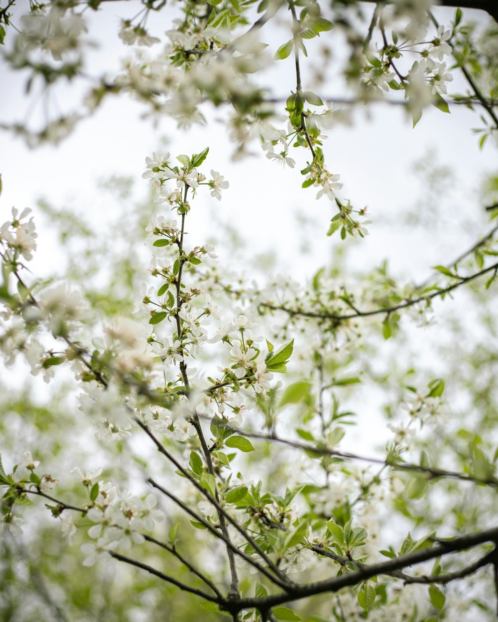 a tree with white flowers