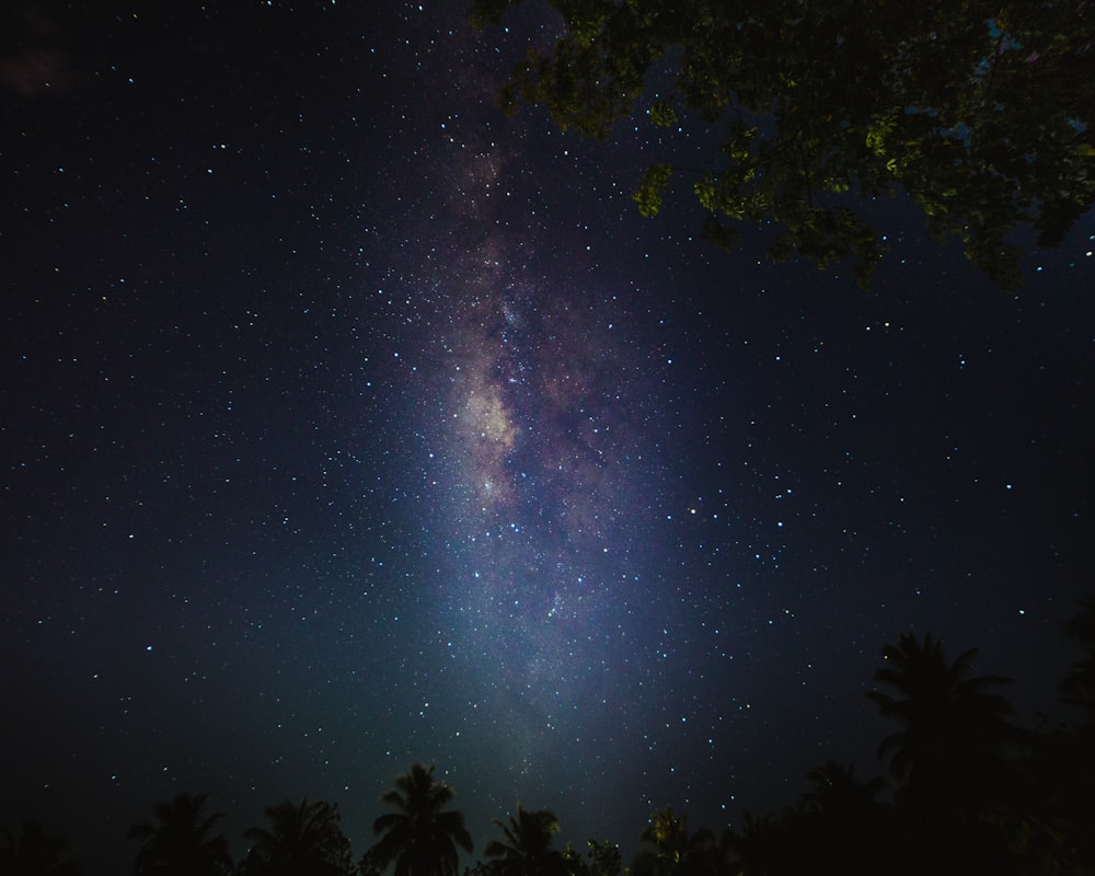 a starry night sky with trees