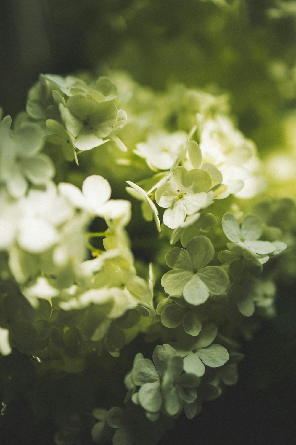 a close up of white flowers