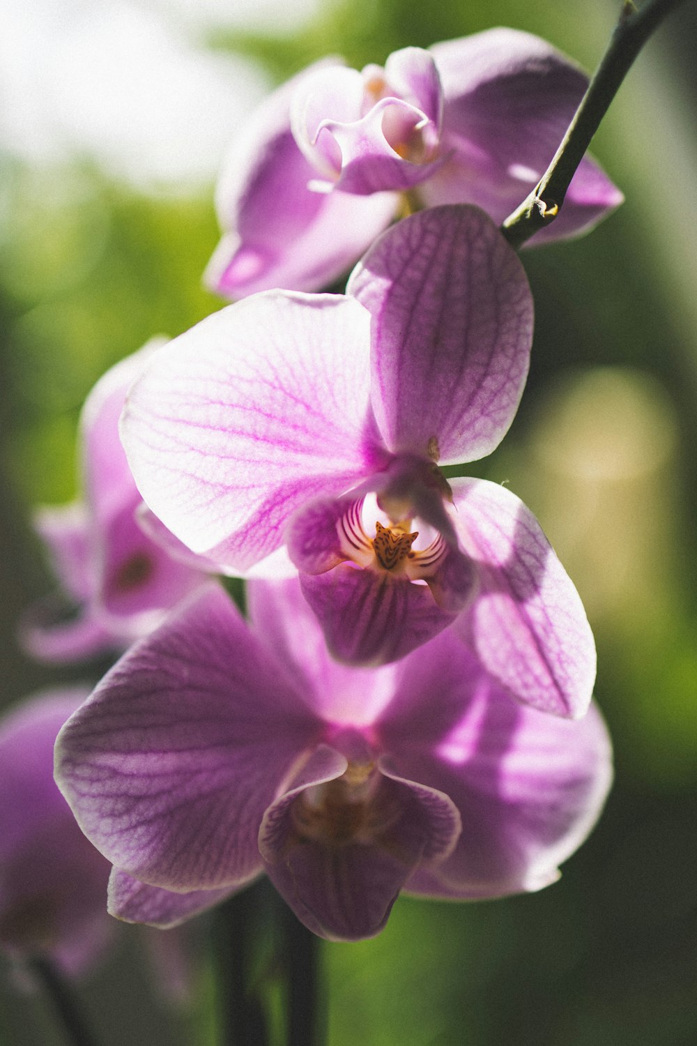 a close up of a flower