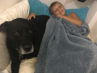 A gentle therapy dog interacting with a child in a cozy home setting.