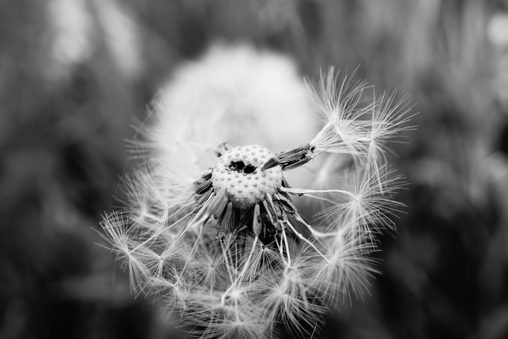 a close up of a dandelion