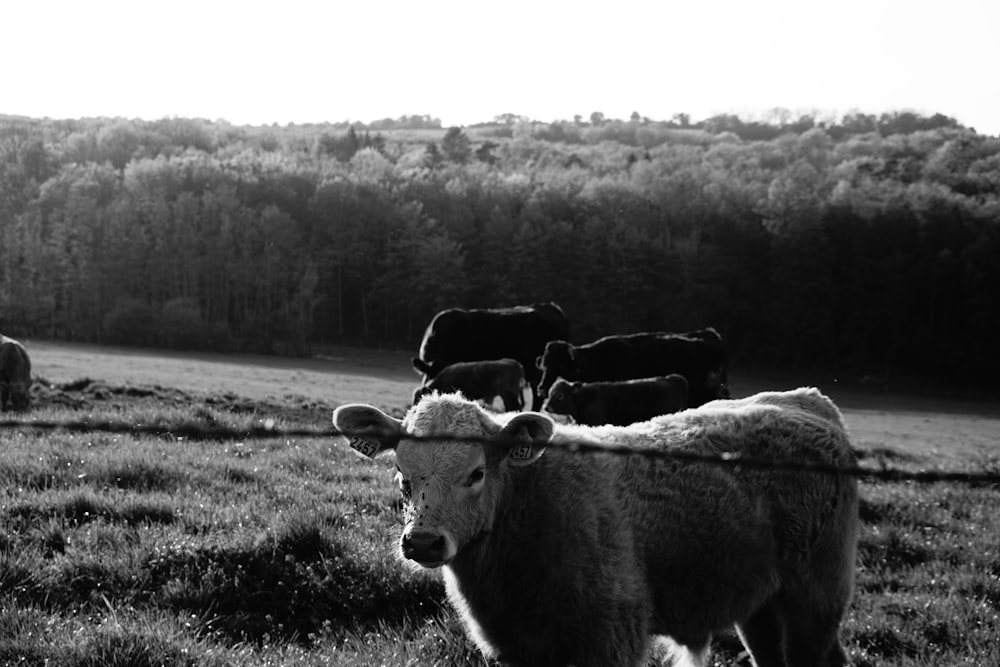 vacas em um prado