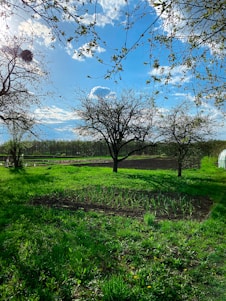 Photo of a peaceful plot of land with green grass under a bright blue sky, perfect for building a new home.
