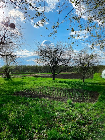 Photo of a peaceful plot of land with green grass under a bright blue sky, perfect for building a new home.