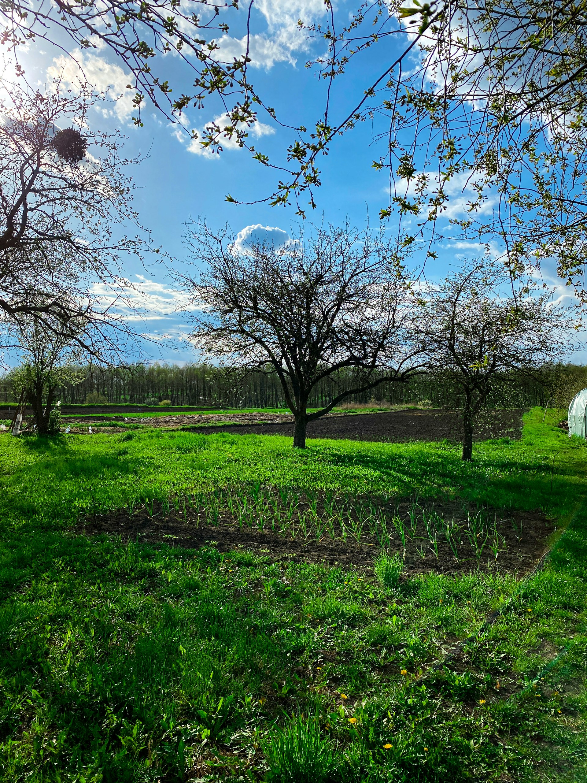 woman wearing yellow long-sleeved dress under white clouds and blue sky during daytime