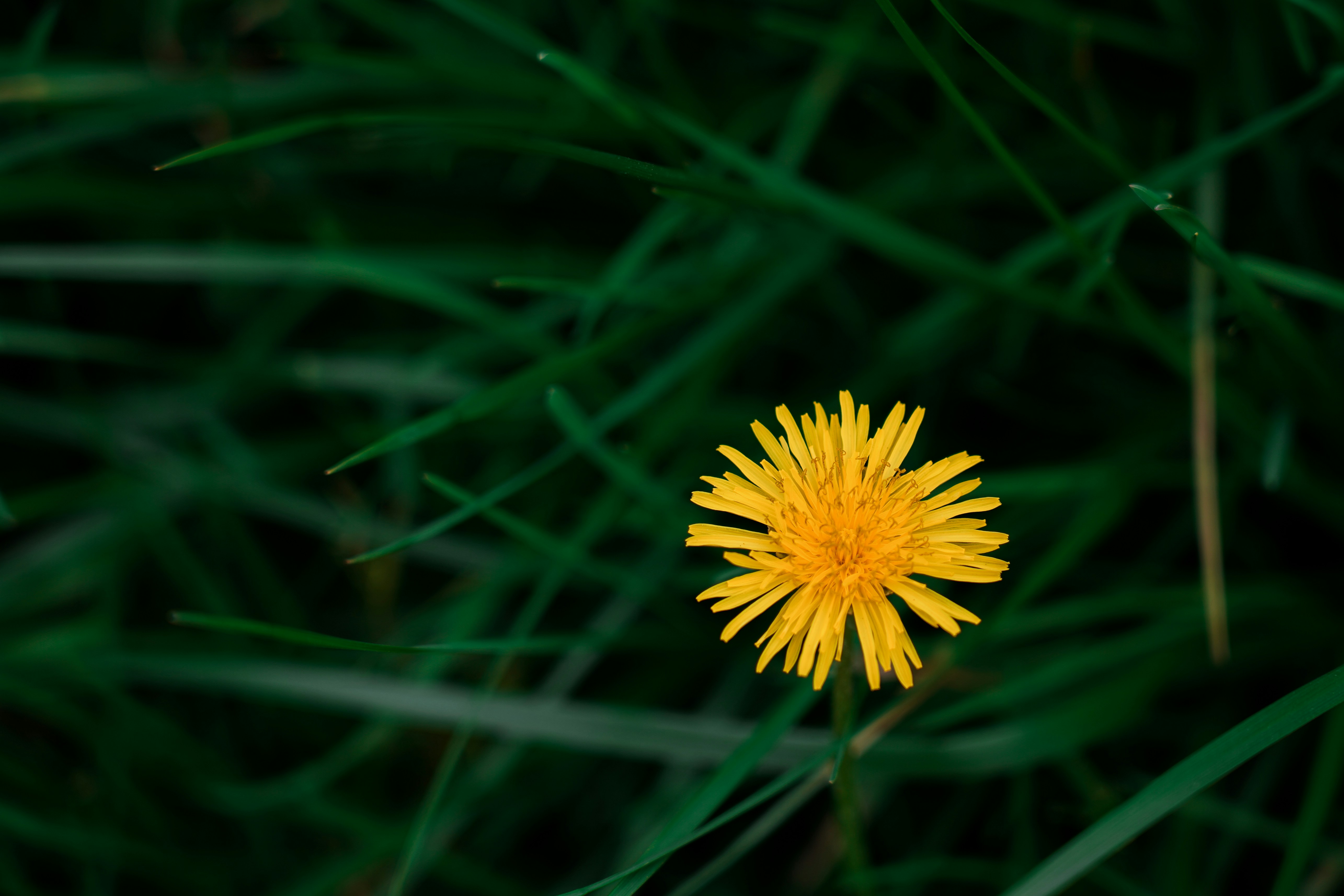 Photo by tang_shangbin