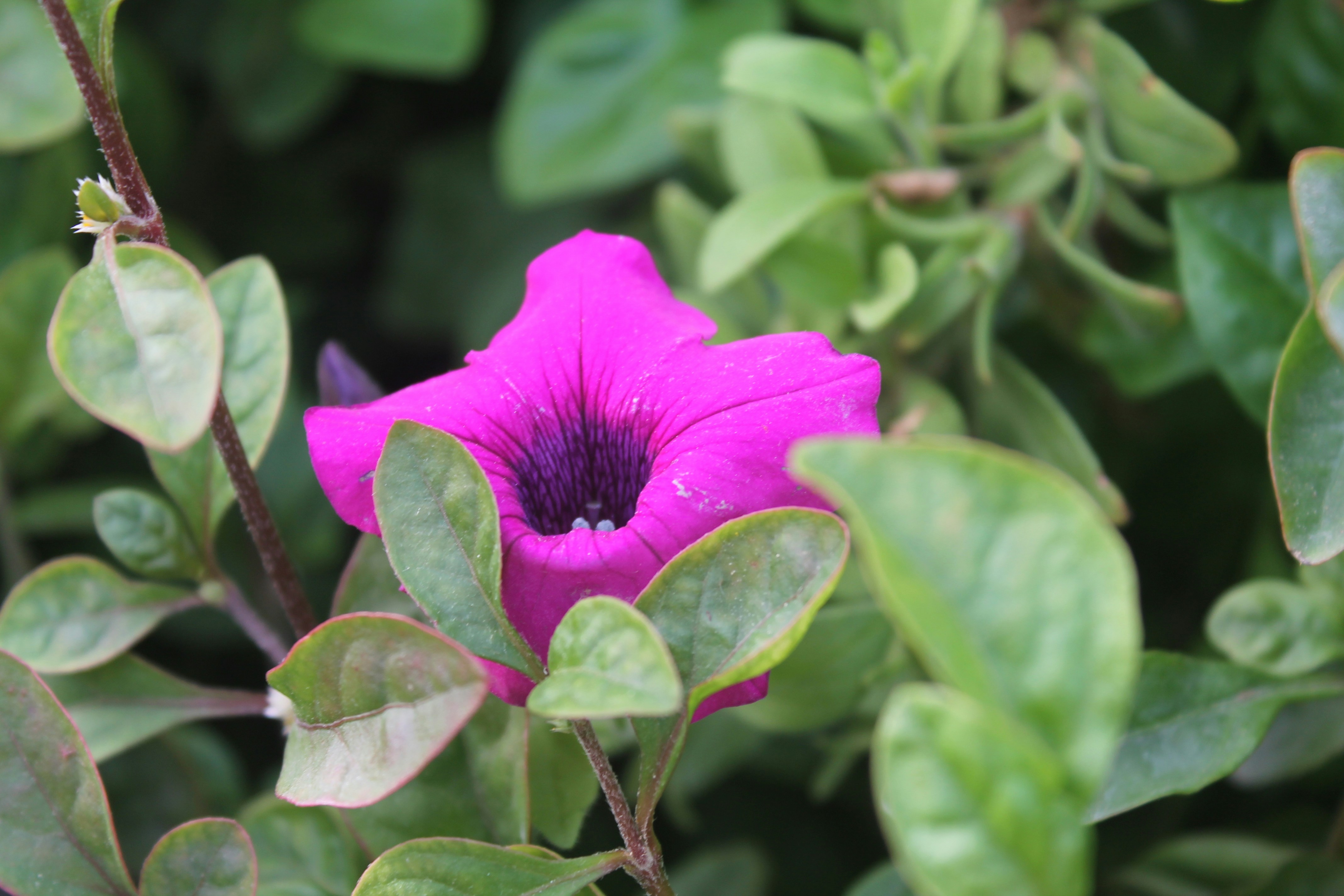 Photo by santoshbayer