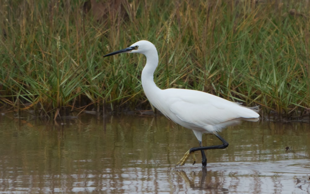 a white bird walking in water