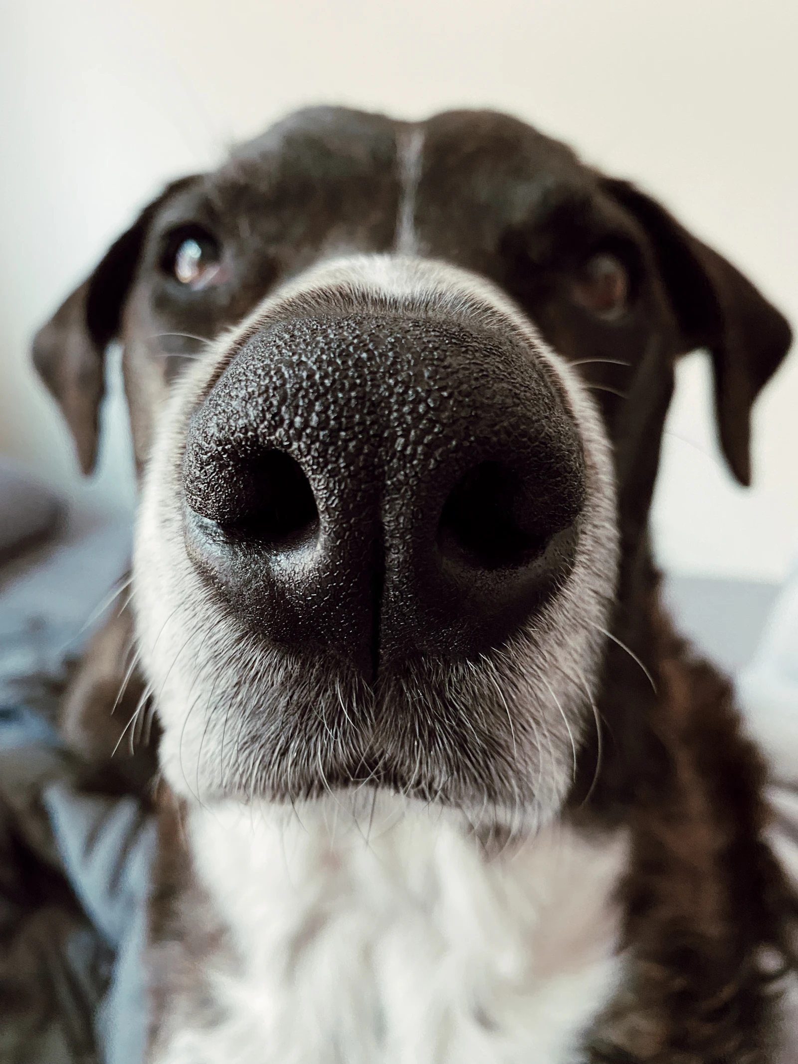 Primer plano de un perro mirando a cámara