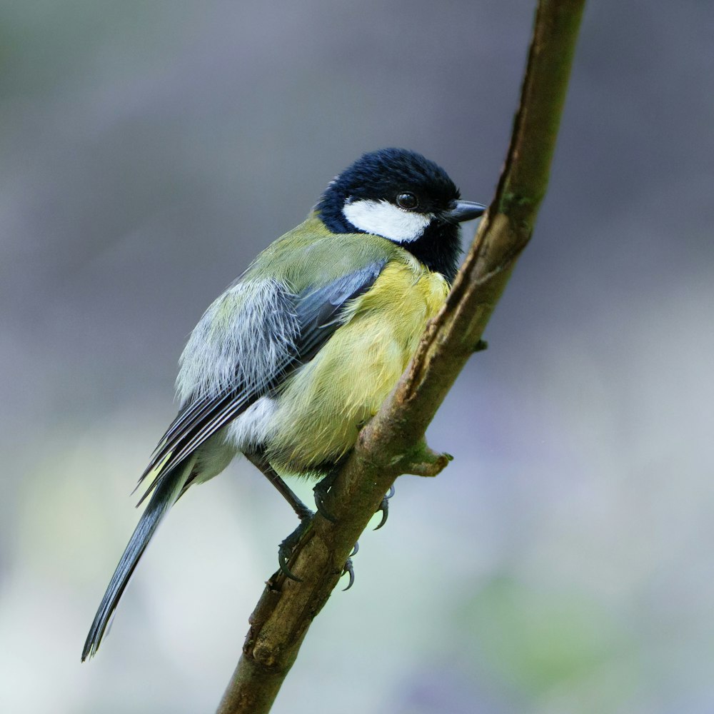 a bird on a branch