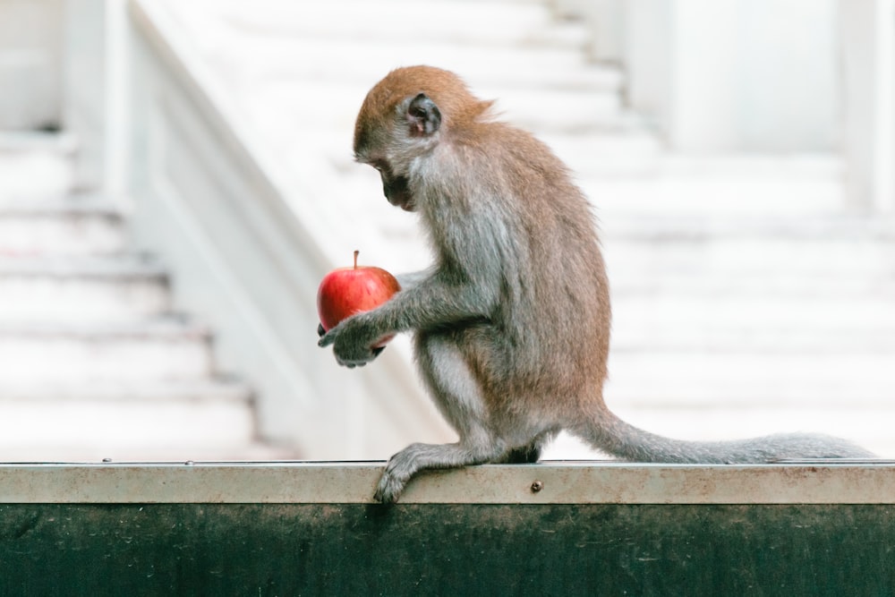 a monkey holding a red apple