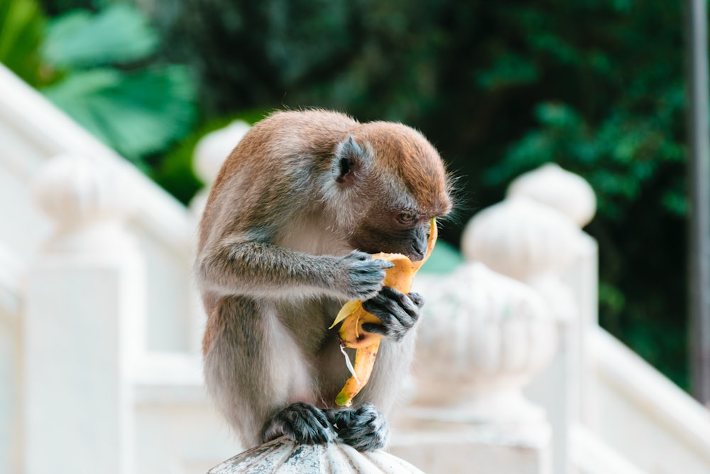 a monkey eating a banana