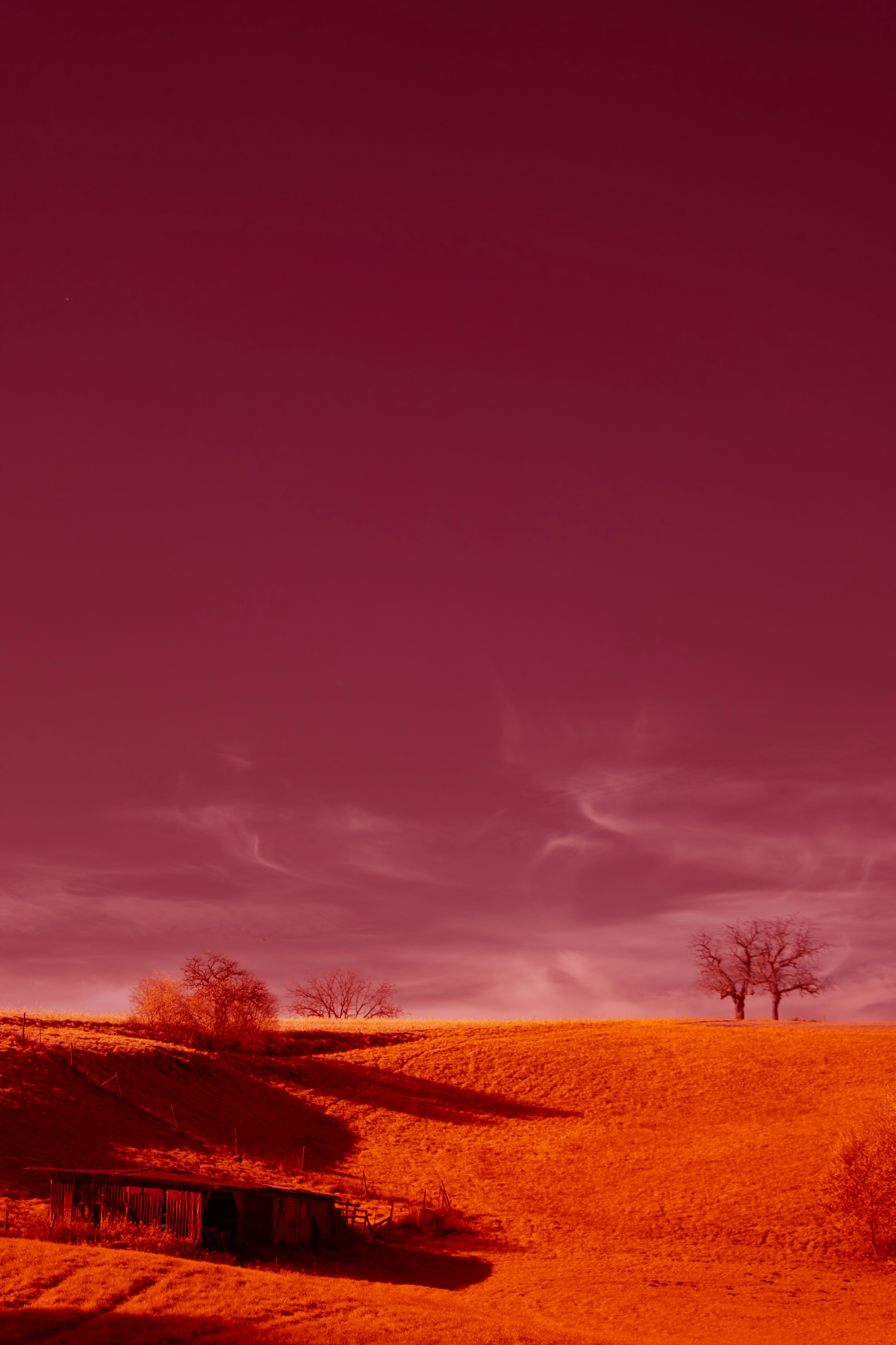 Photo by wolfgang_hasselmann