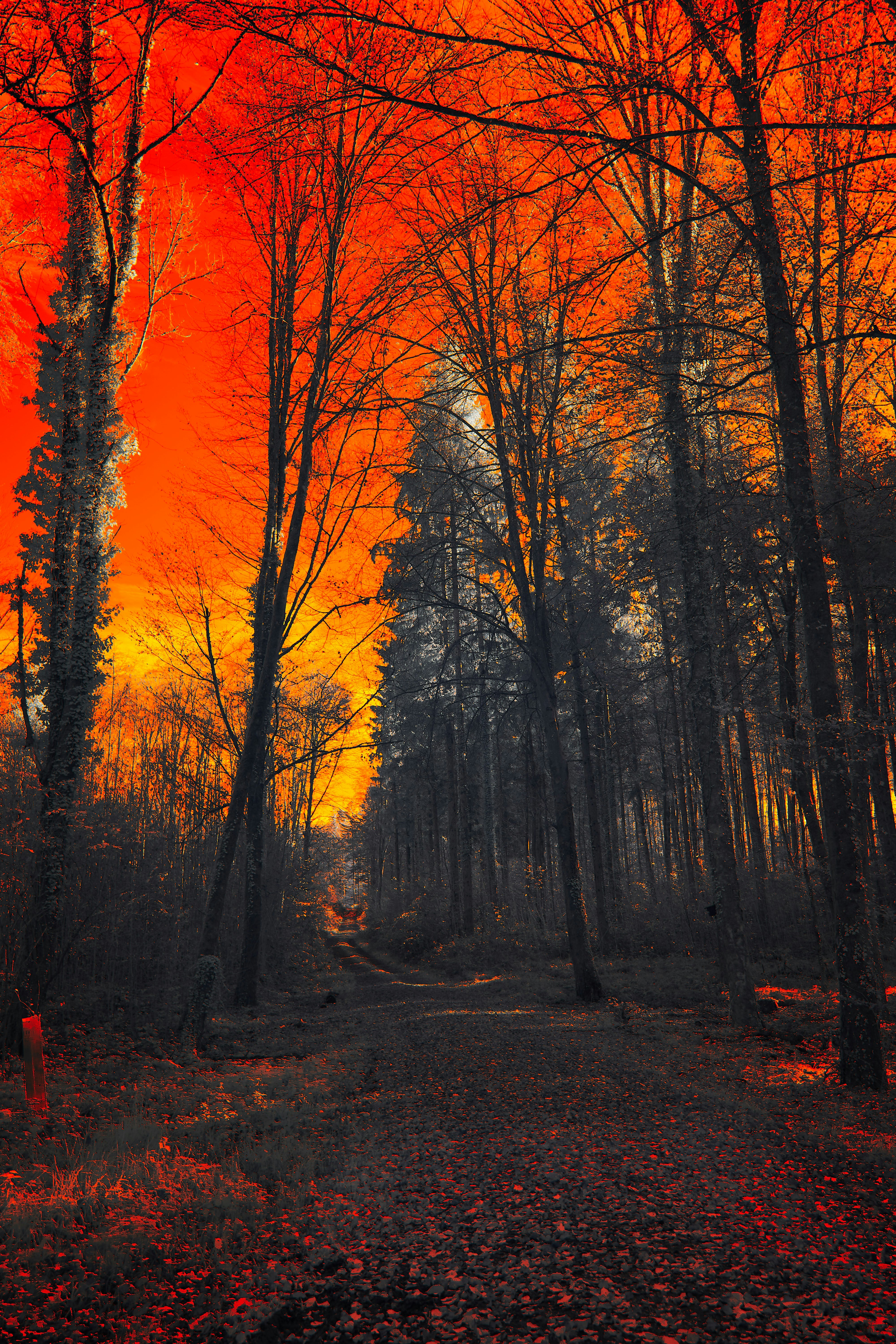 Photo by wolfgang_hasselmann