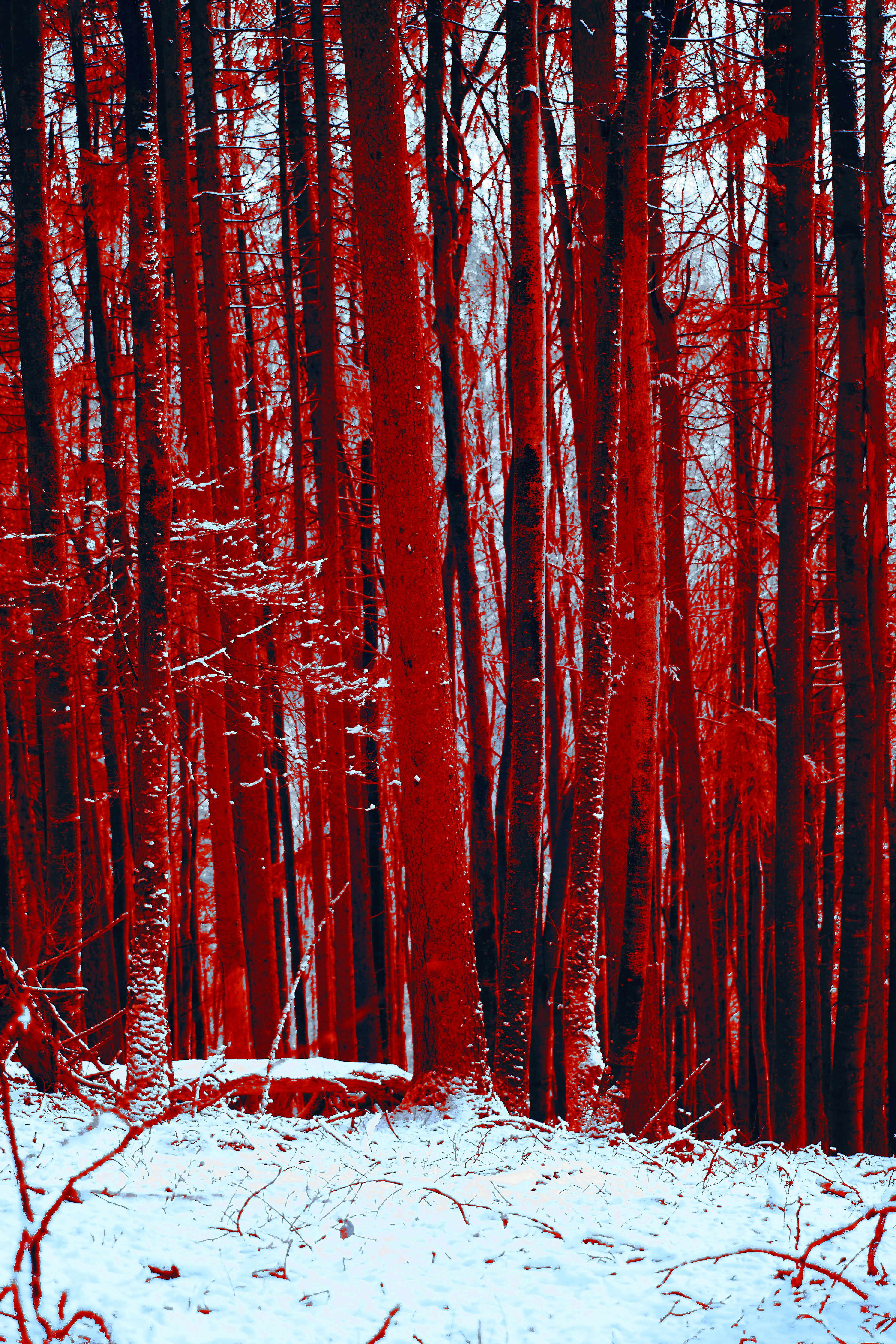 Photo by wolfgang_hasselmann