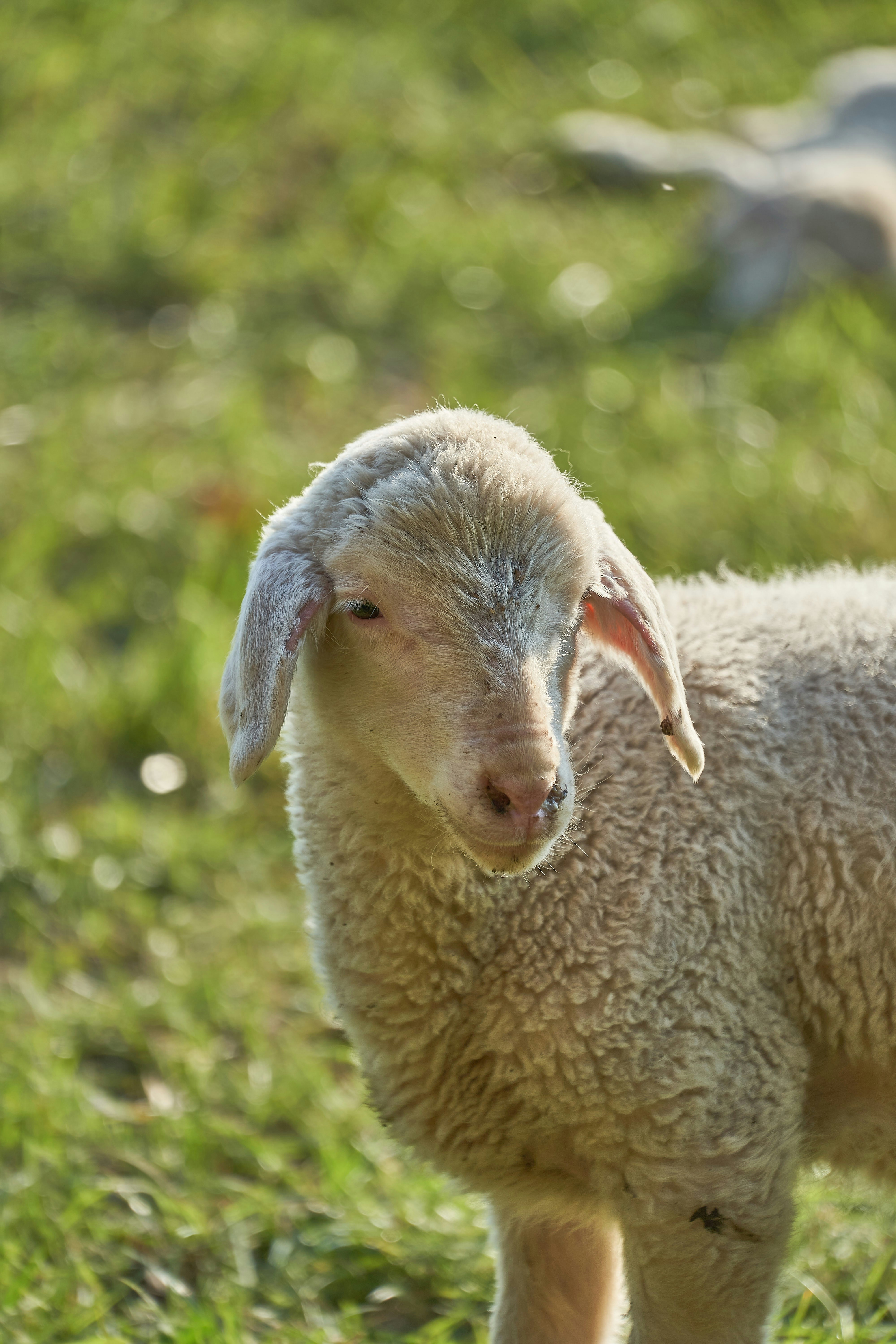 Photo by wolfgang_hasselmann