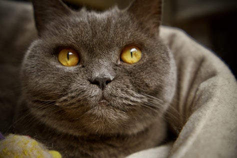 a cat with yellow eyes