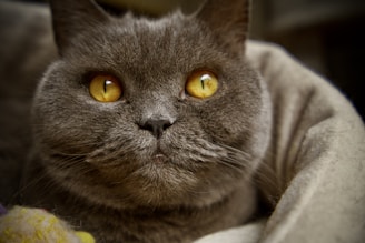 a cat with yellow eyes