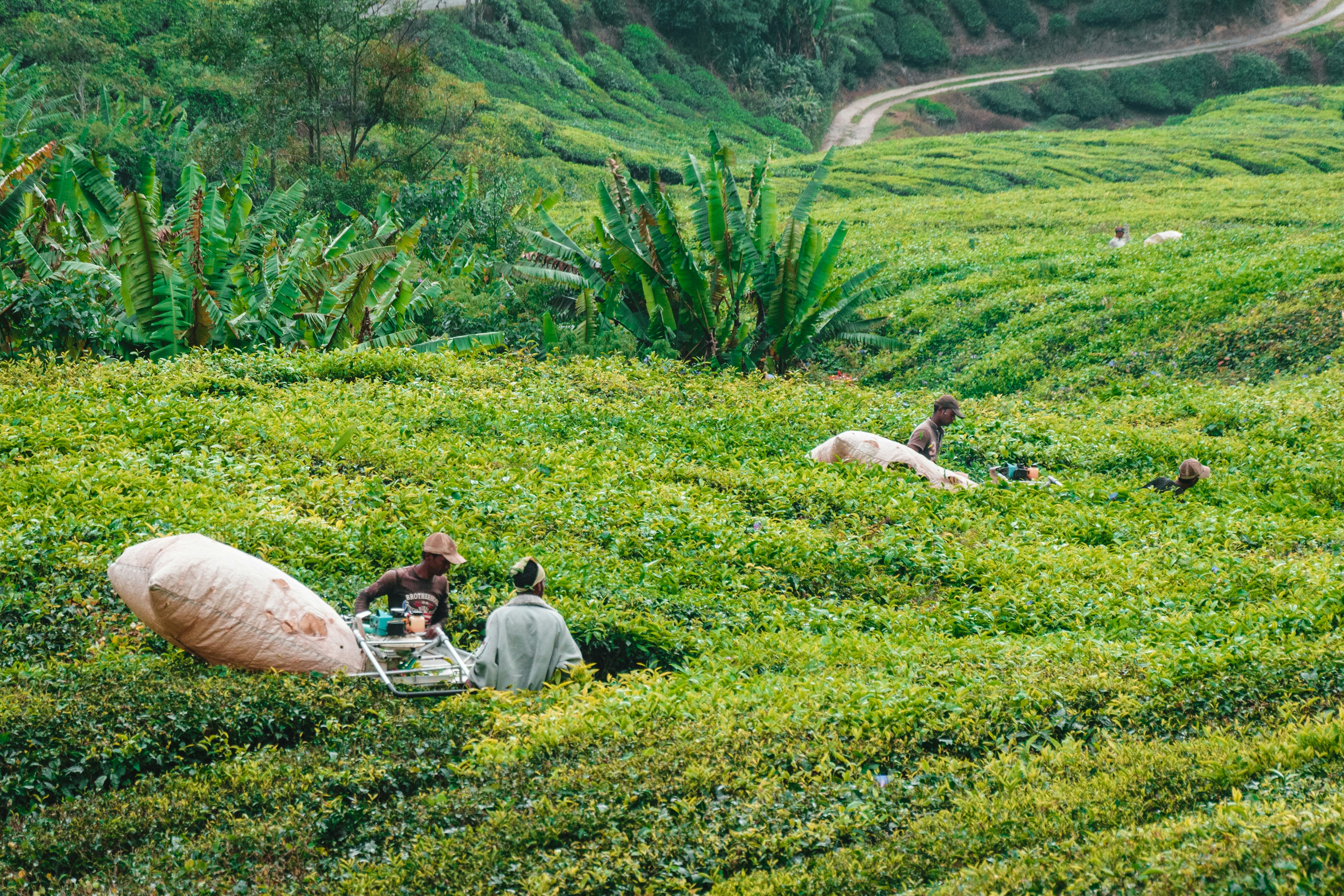 Tea Plantation Workers