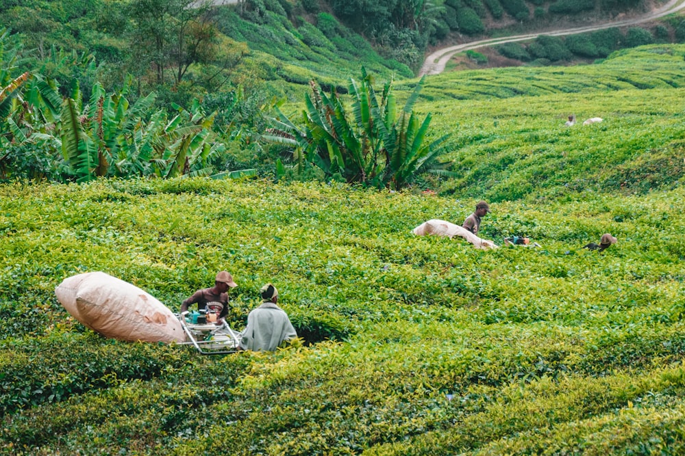 a group of people sitting in a grassy field