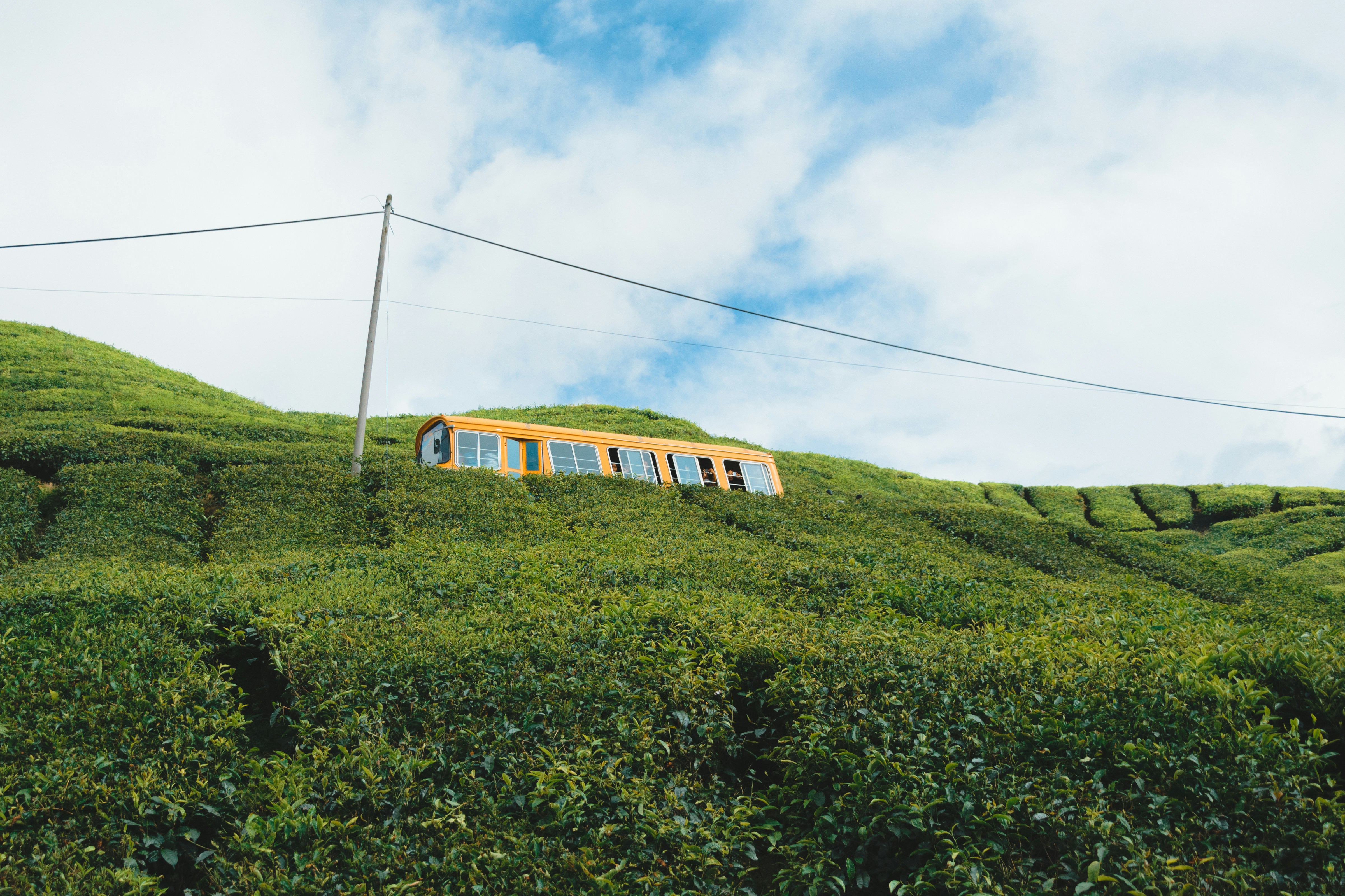 a yellow train on a hill, A yellow bus driving through a tea plantation in the Cameron Highlands, Malaysia