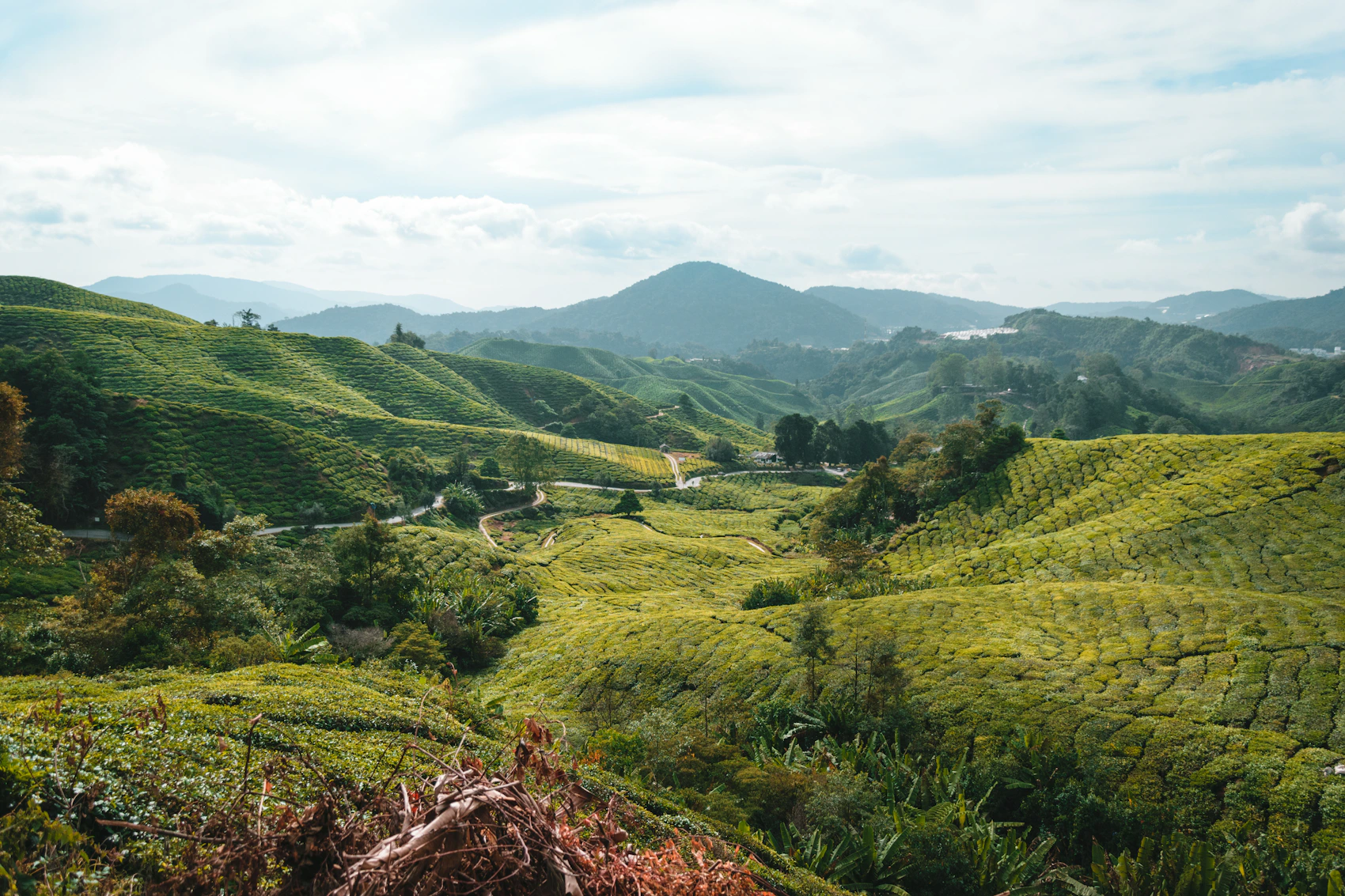 Rolling green tea plantations in Cameron Highlands, Malaysia