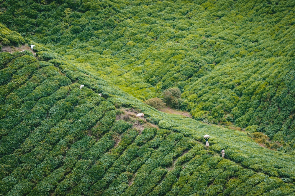 a group of sheep grazing in a field