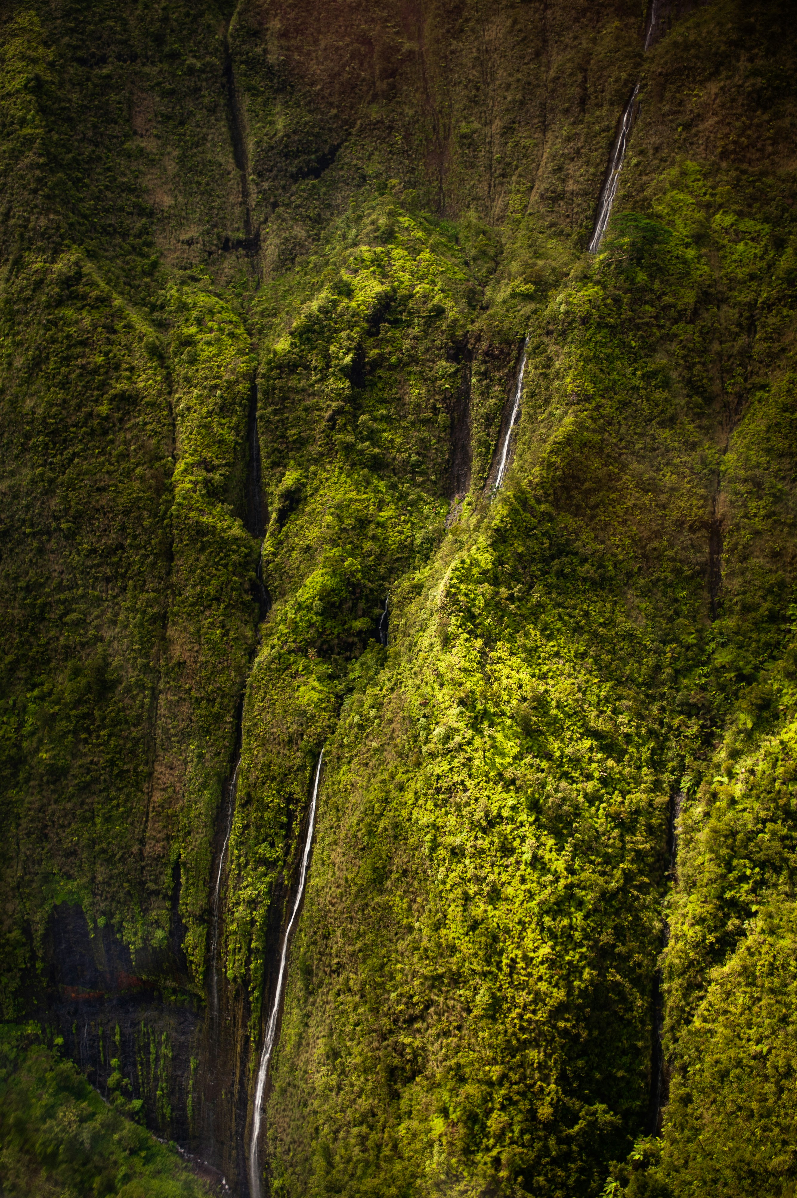 a high angle view of a forest
