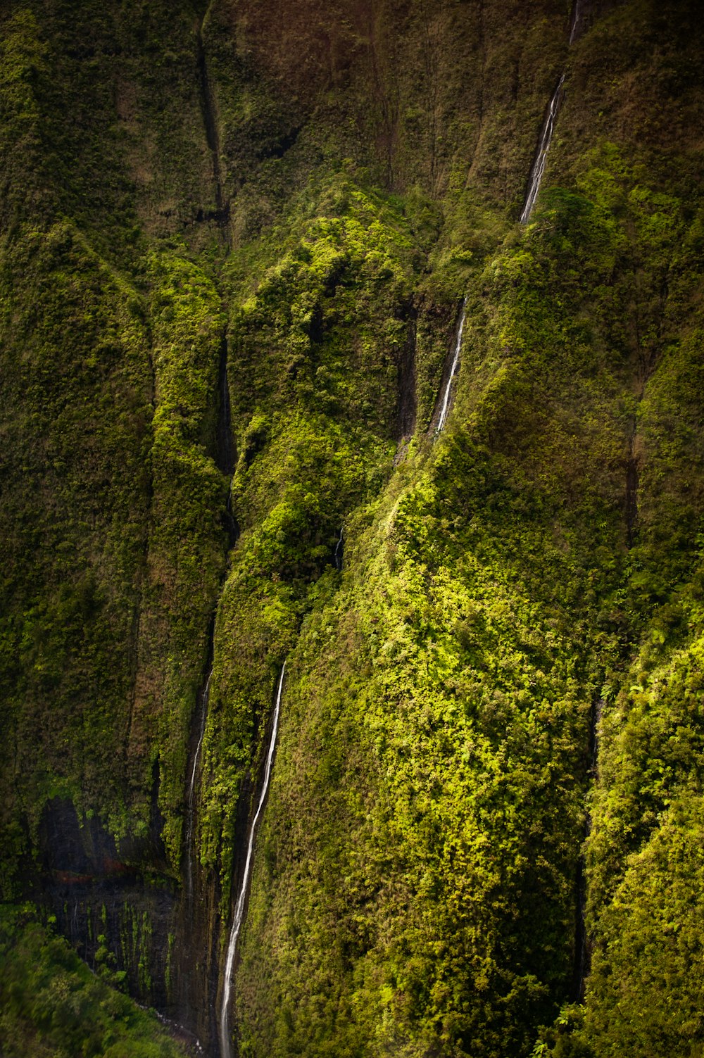 a high angle view of a forest