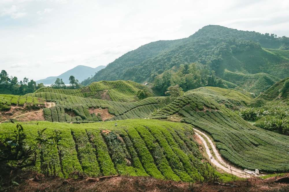 a large green valley with trees